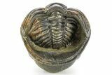 Large, Enrolled Pedinopariops Trilobite - About Long #363266-3